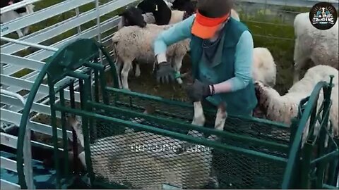 Farmers Couldn't Believe This Machine - Most Ingenious Farm Inventions | Farming Documentary