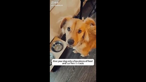 Funny dogs