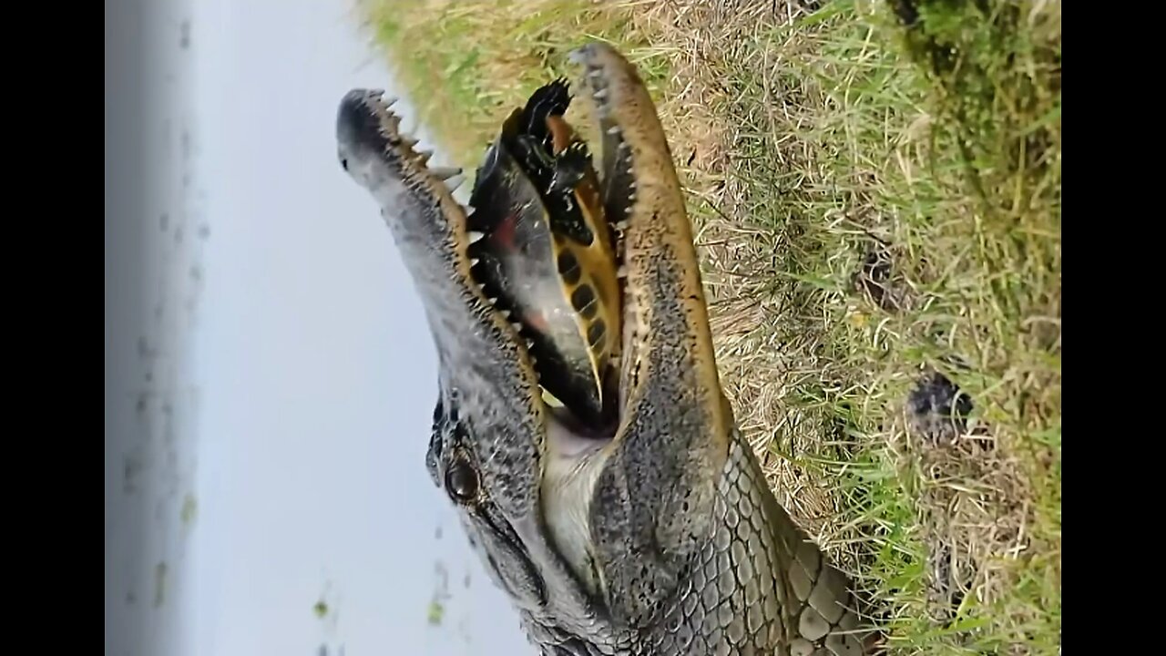 Alligator vs Turtle