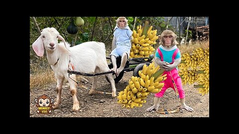 YiYi and YinYin obediently harvest bananas take care of friends