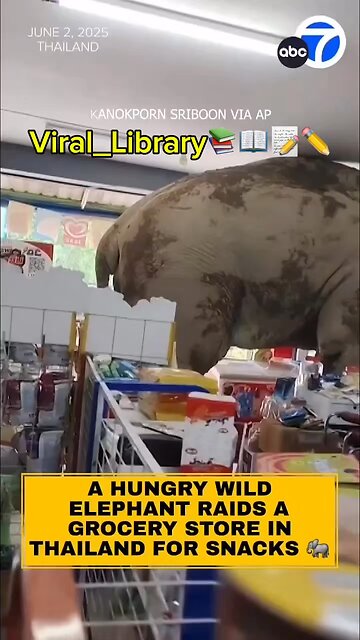 Elephant 🐘 Plai Biang Lek comes into a grocery store in Thailand near Khao Yai National Park.