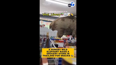 Elephant 🐘 Plai Biang Lek comes into a grocery store in Thailand near Khao Yai National Park.