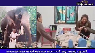 മരണക്കിടക്കയിൽ ഉടമയെ കാണുവാൻ ആശുപത്രിയിൽ എത്തിയ ആനക്കുട്ടി _ Viral video _ Aanakathakal _ Sree 4