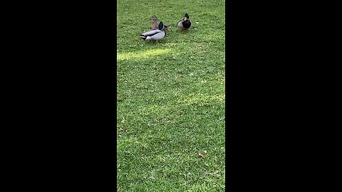 Mallard Ducks 🦆 #mallardducks #ducks #duck #followme #shorts #viral #trending