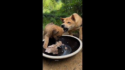Dog eats With Mother