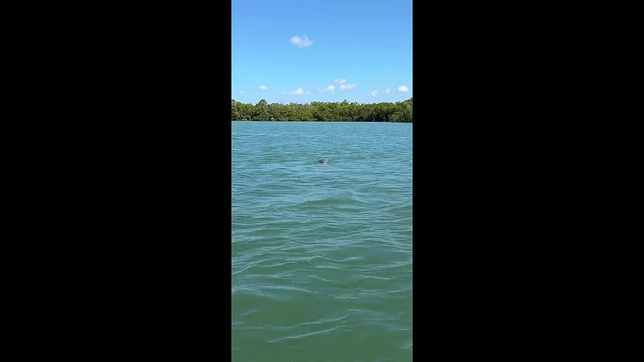 Livestream Highlights | Dolphins Play Go Fish!