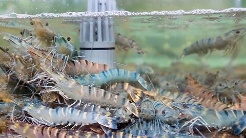 tiger shrimp