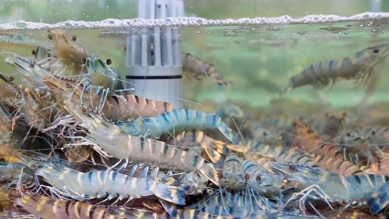 tiger shrimp