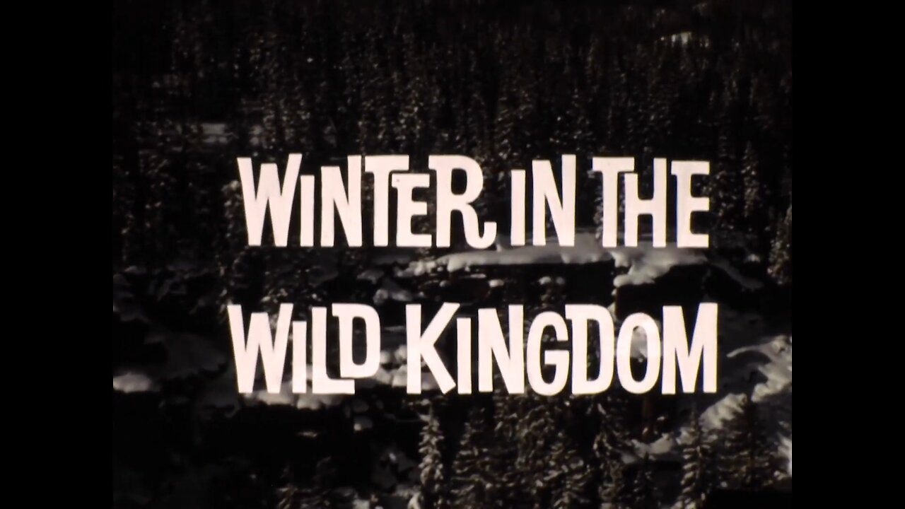 Mutual of Omaha's Wild Kingdom - "Winter in the Wild Kingdom"
