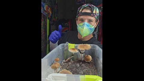 Mycology Mondays #121 Harvest day and how to Do a 24 Hour Water Dunk For Rehydration