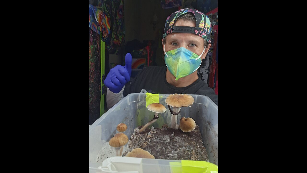 Mycology Mondays #121 Harvest day and how to Do a 24 Hour Water Dunk For Rehydration