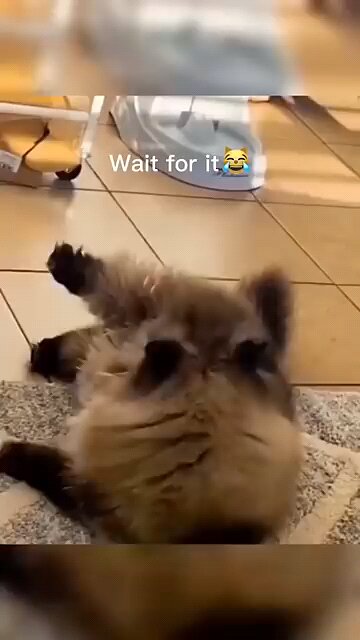 "Rahul's Daily Hustle: Behind the Scenes funny animals videos