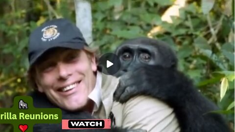 🦍 Gorilla Reunions: Heartwarming Proof Apes Cherish Old Friendships for Years ❤️ Nu News Daily+