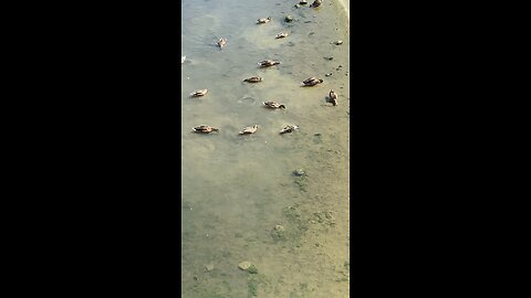 Mallard Ducks 🦆 #mallardducks #shorts #viral #trending #followme #ducks