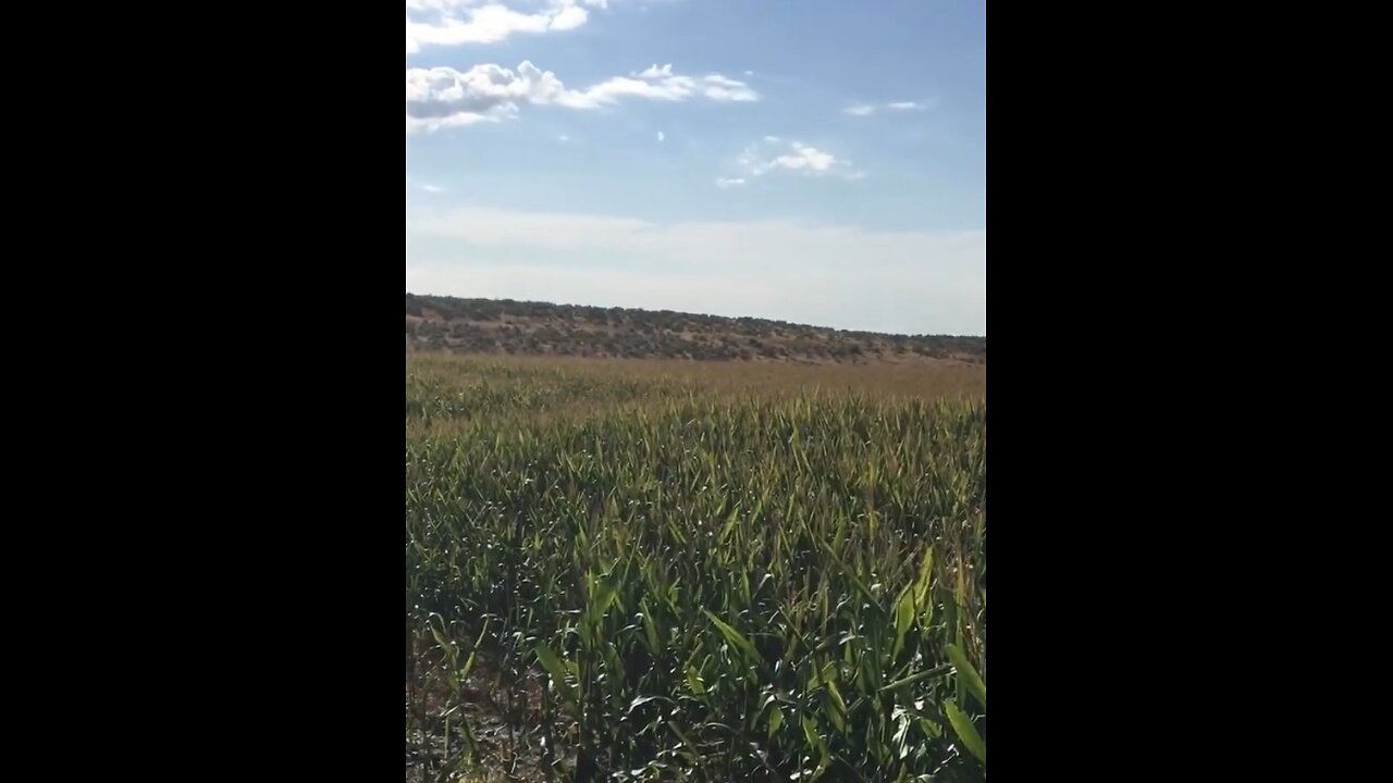 Chasing Elk in Idaho