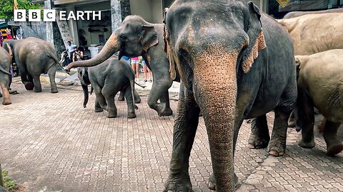 The Island Where Elephants And Humans Live Side By Side | Guardians | BBC Earth