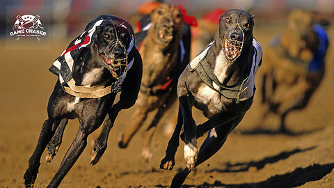 Dog Race - Crazy Greyhound (English Subtitles)
