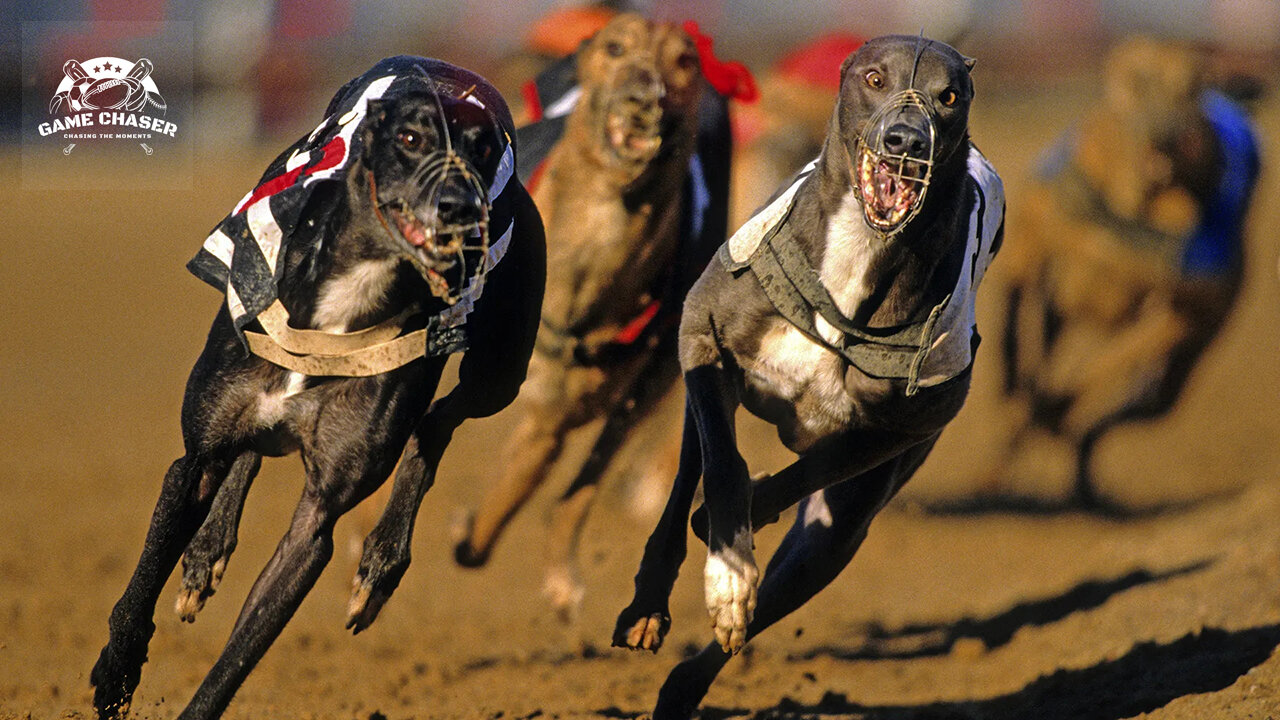 Dog Race - Crazy Greyhound (English Subtitles)