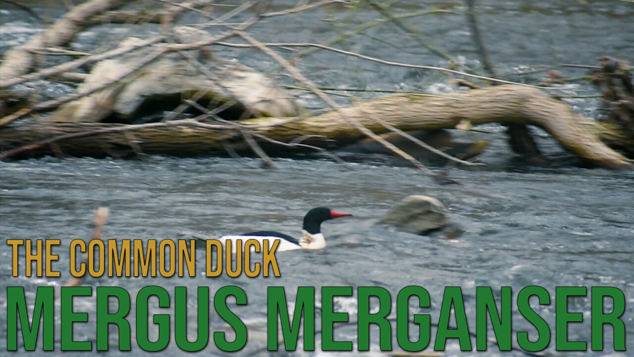 The Common Merganser Duck