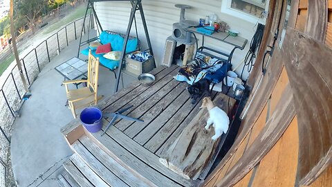 Baby goats take over cat house