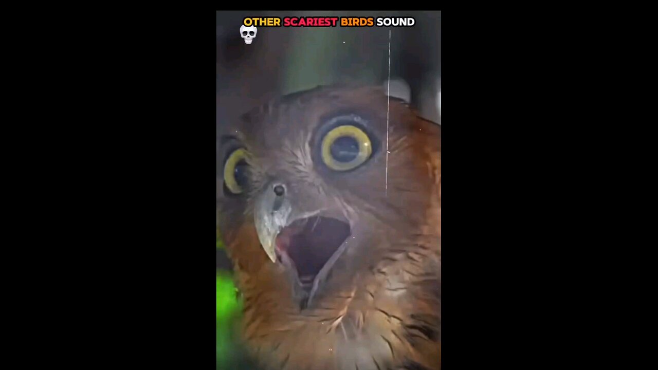 Talking Eagle Edit | Unbelievable Bird Voice