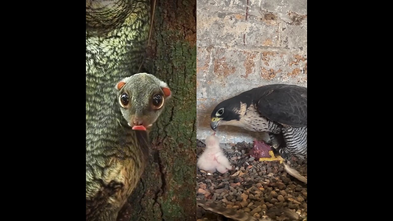 The eagle is feeding its baby. An animal has blended in with the tree.