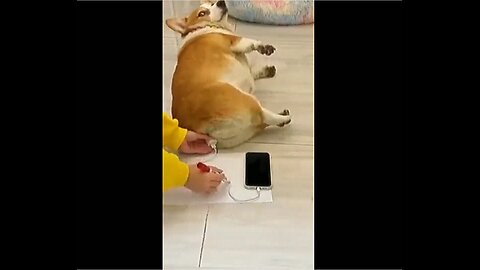 Ultimate Funniest Animal Videos - Guaranteed to Make You Smile