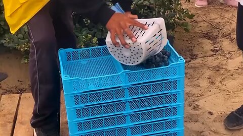 Peru turns to China as US tarrifs hit blueberry exports