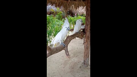 Dominican republic