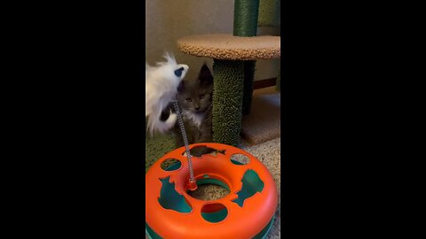 Kitten Ewok Playtime