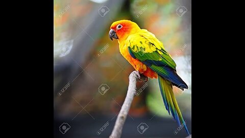 Zoomi parrot great parrot
