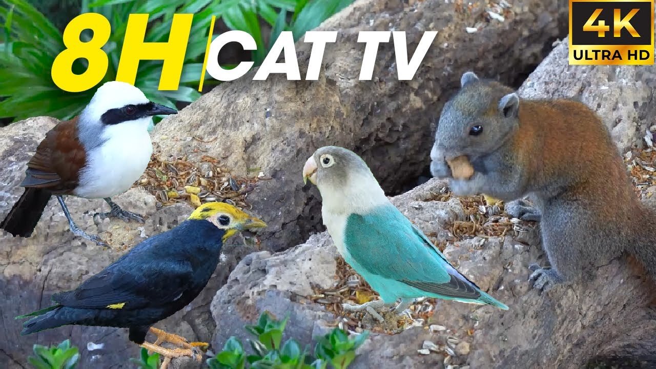 Non Stop Bird Action With Relaxing Sounds To Captivate Your Feline Friend - Video For Cats To Watch