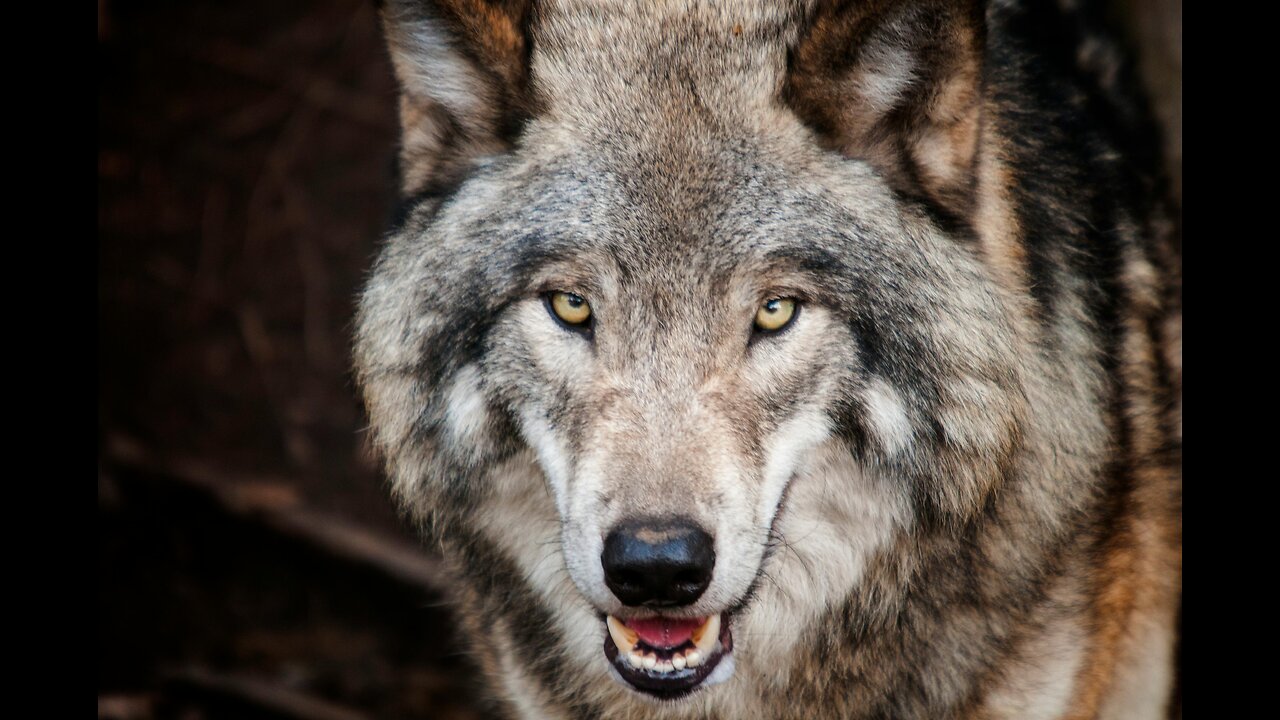 Dire Wolf Revival Controversy: Colossal Biosciences’ De-Extinction Sparks Science & Ethics Debate