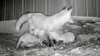 Mother Fox Senses Danger While Nursing