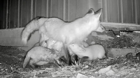 Mother Fox Senses Danger While Nursing