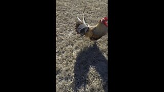 Rooster sneak attack!