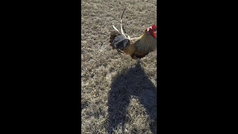 Rooster sneak attack!
