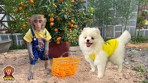Smart monkey YiYi harvests kumquats and sells them to get money to vaccinate for DoDo