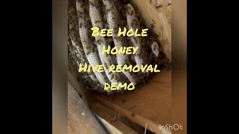 Honey bee hive cutout from house under construction
