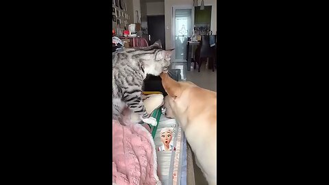 Dog Scary