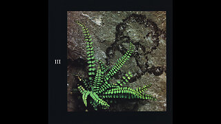 Led Zeppelin Box Set Disc III