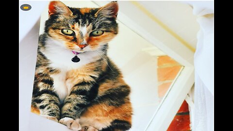 Cat Barsik Beads 🧡💗 Reverse Video #marblerunandm #shorts #cat #shortsvideo #usa #funny