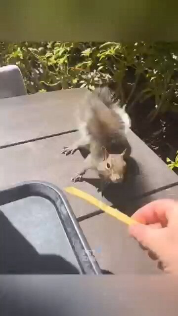 "Rahul's Tech Tips You Can't Miss 💻📱" funny animals videos