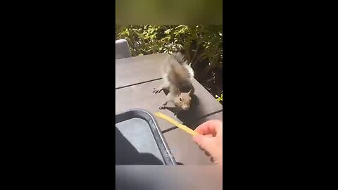 "Rahul's Tech Tips You Can't Miss 💻📱" funny animals videos