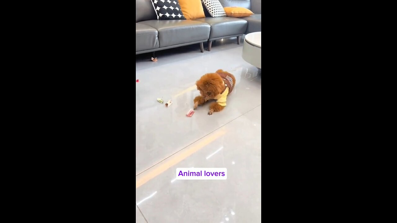 Smart Dog Trick Owner for food