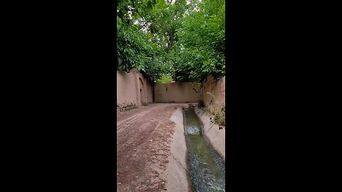 old line in shiraz