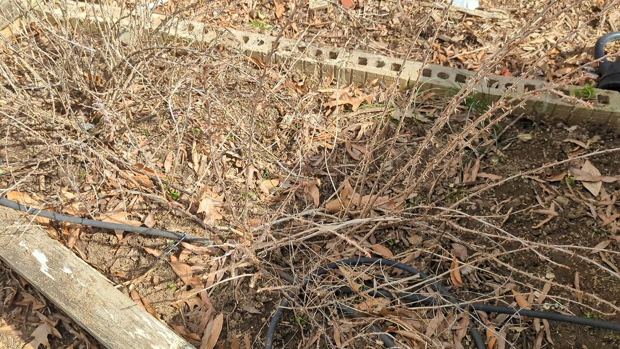 Propagating Goose Berry