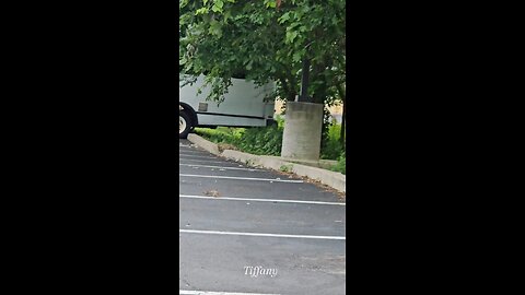 OMG, Watching birds feed each other. Lol. 🙂😀🙃😎💎🐦🐦🐦