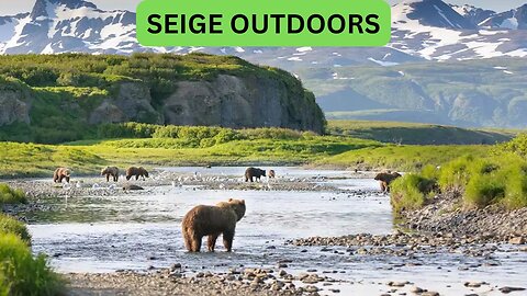 Katmai National Park Bear Feeding Live Stream!