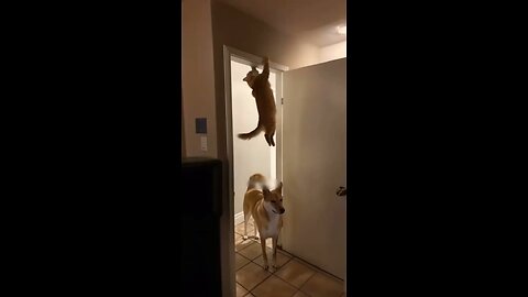 Funny animals